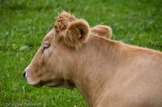 Hausrind (148 von 174).jpg